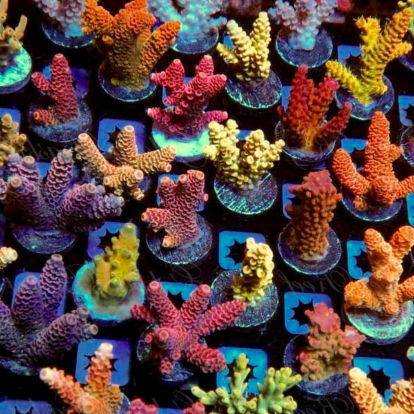 WYSIWYG Corals