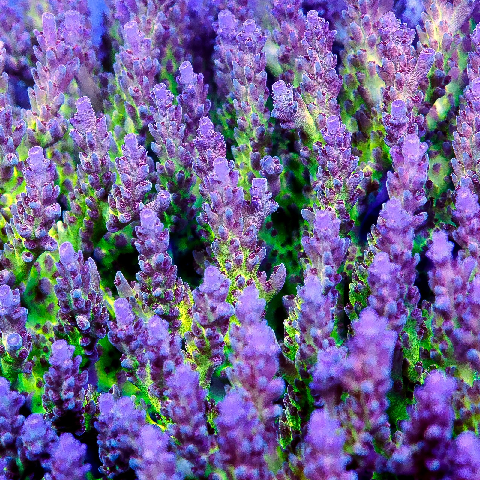 RRU Bleeding Avenger