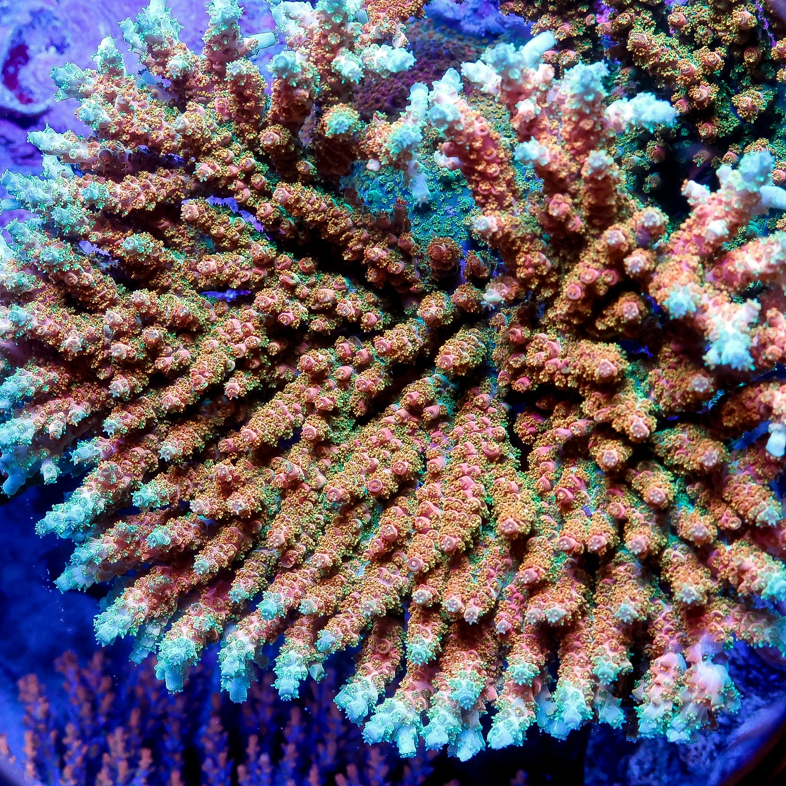 TSA Bill Murray Acropora Coral