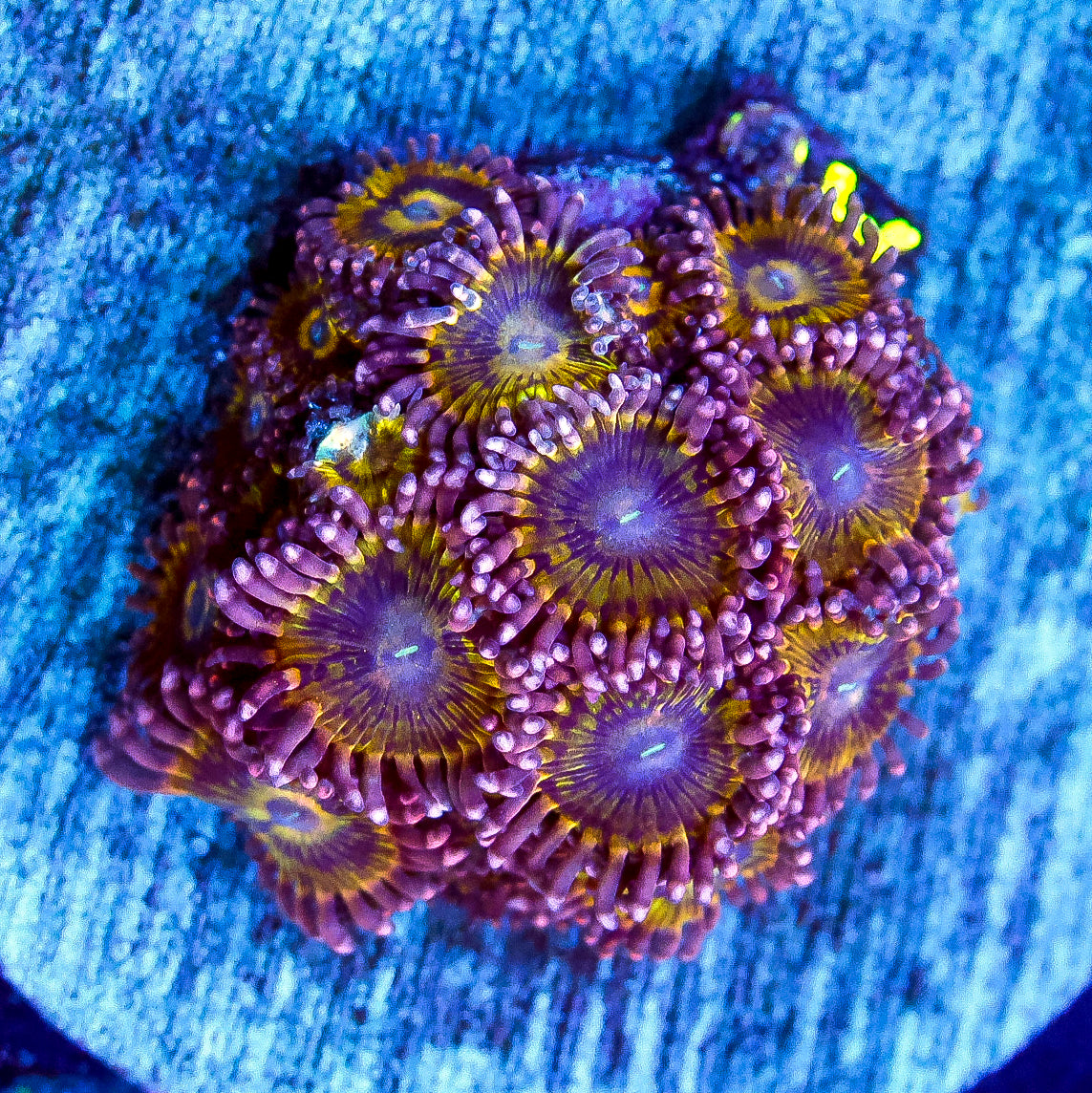 zoa2