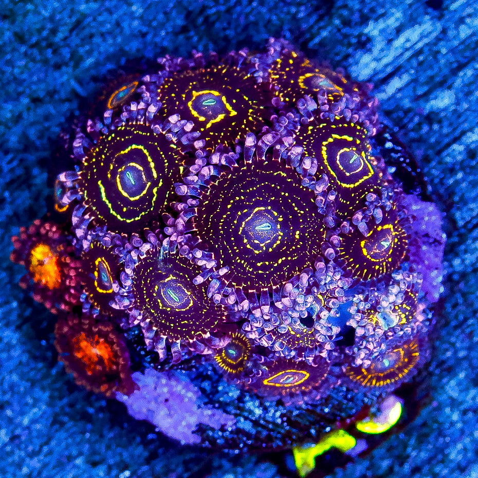 stratosphere zoa