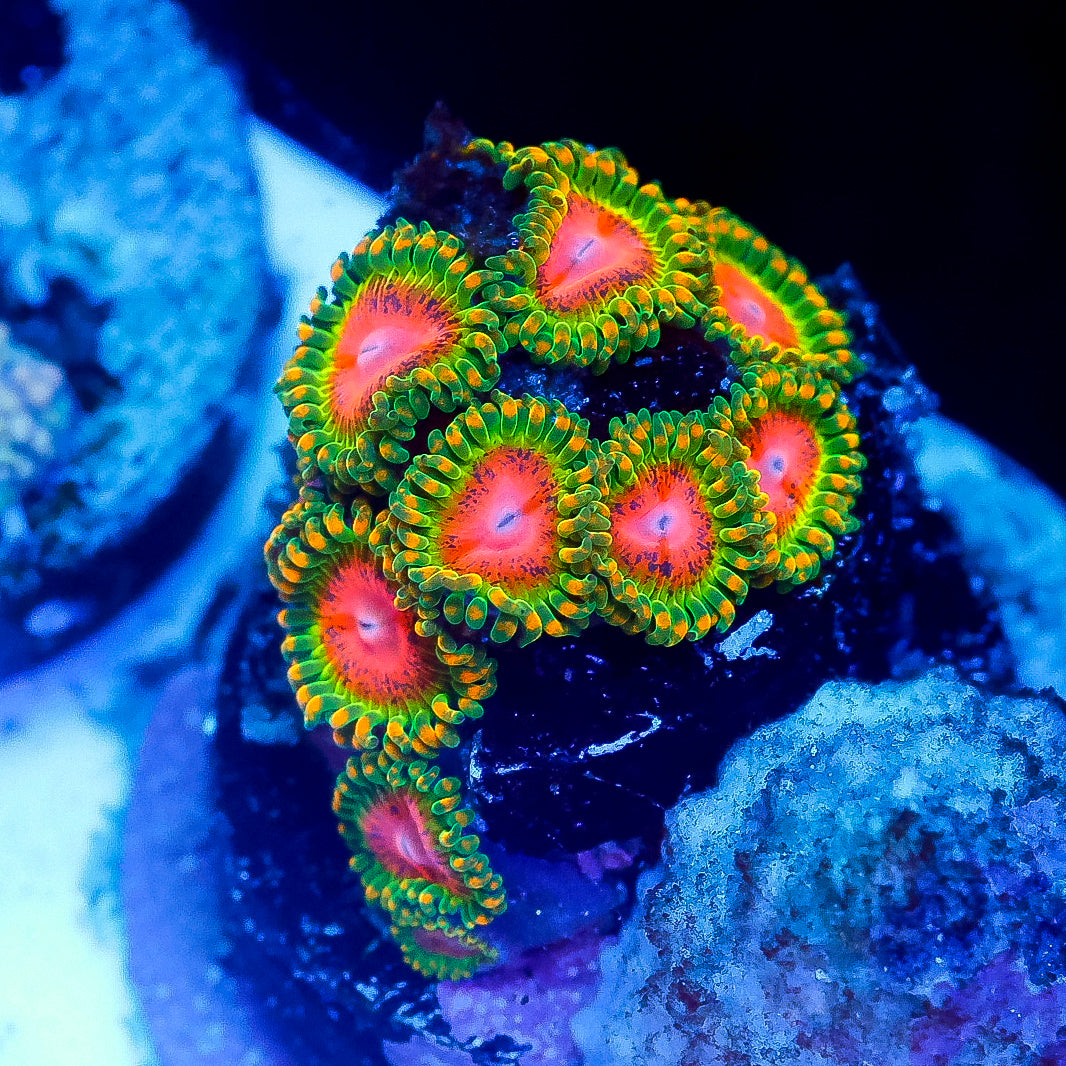 Zoa1