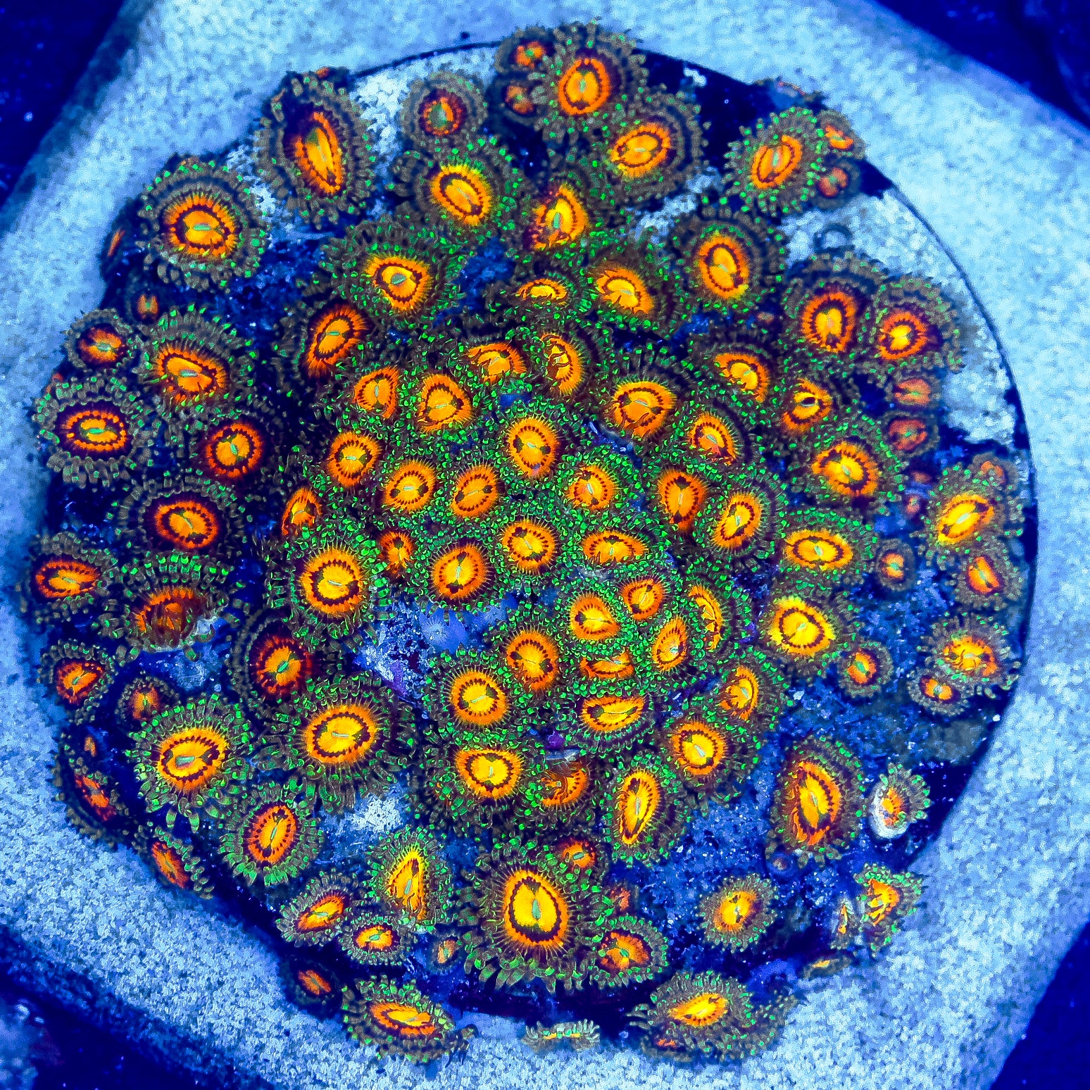 Rainbow Incenarator Zoa