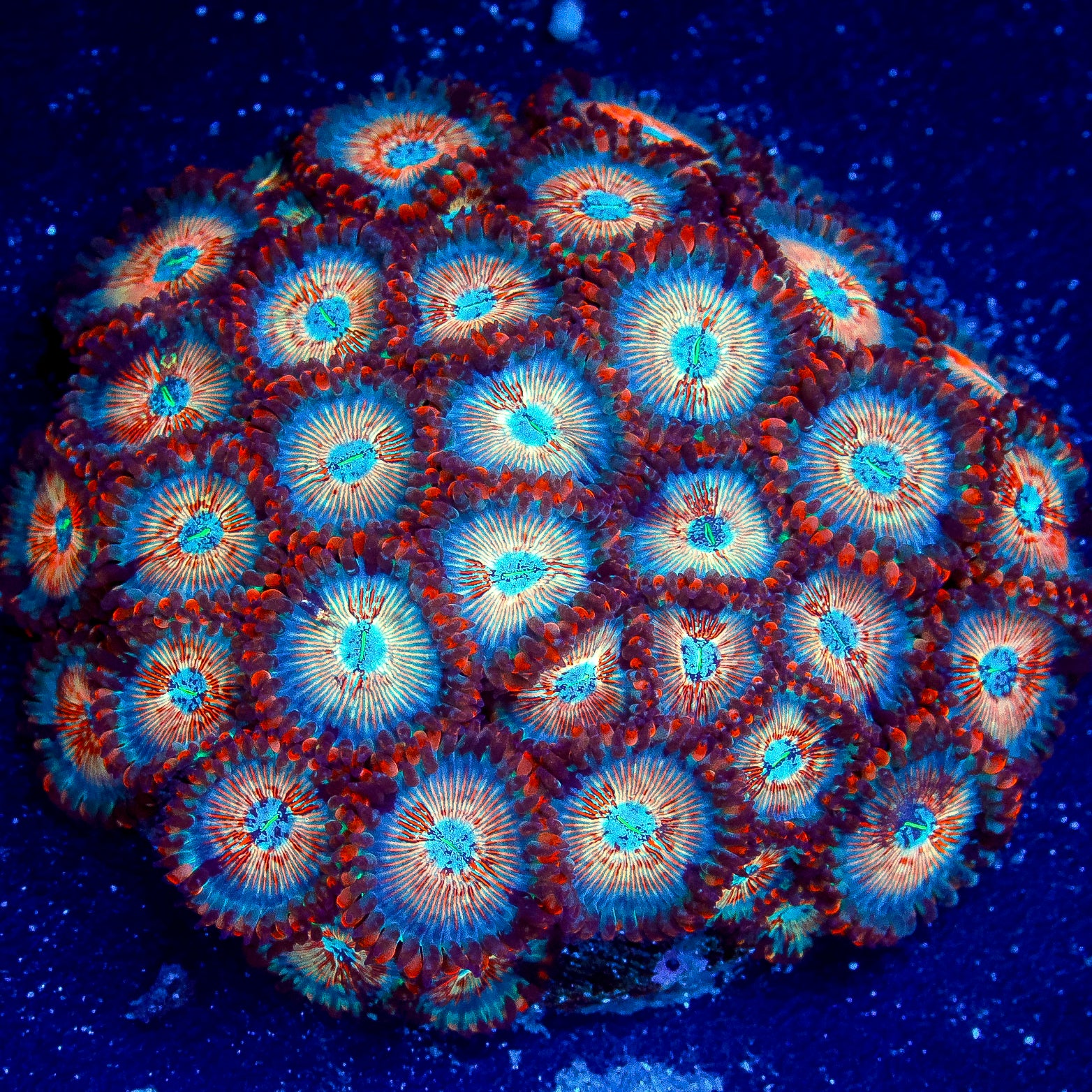 White Zombie Zoanthid