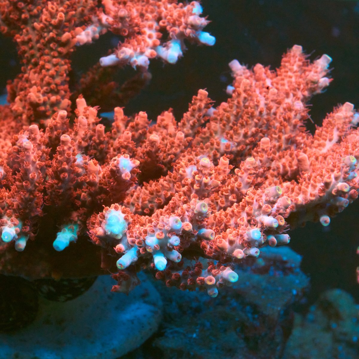 CB Maleficent Acropora Coral
