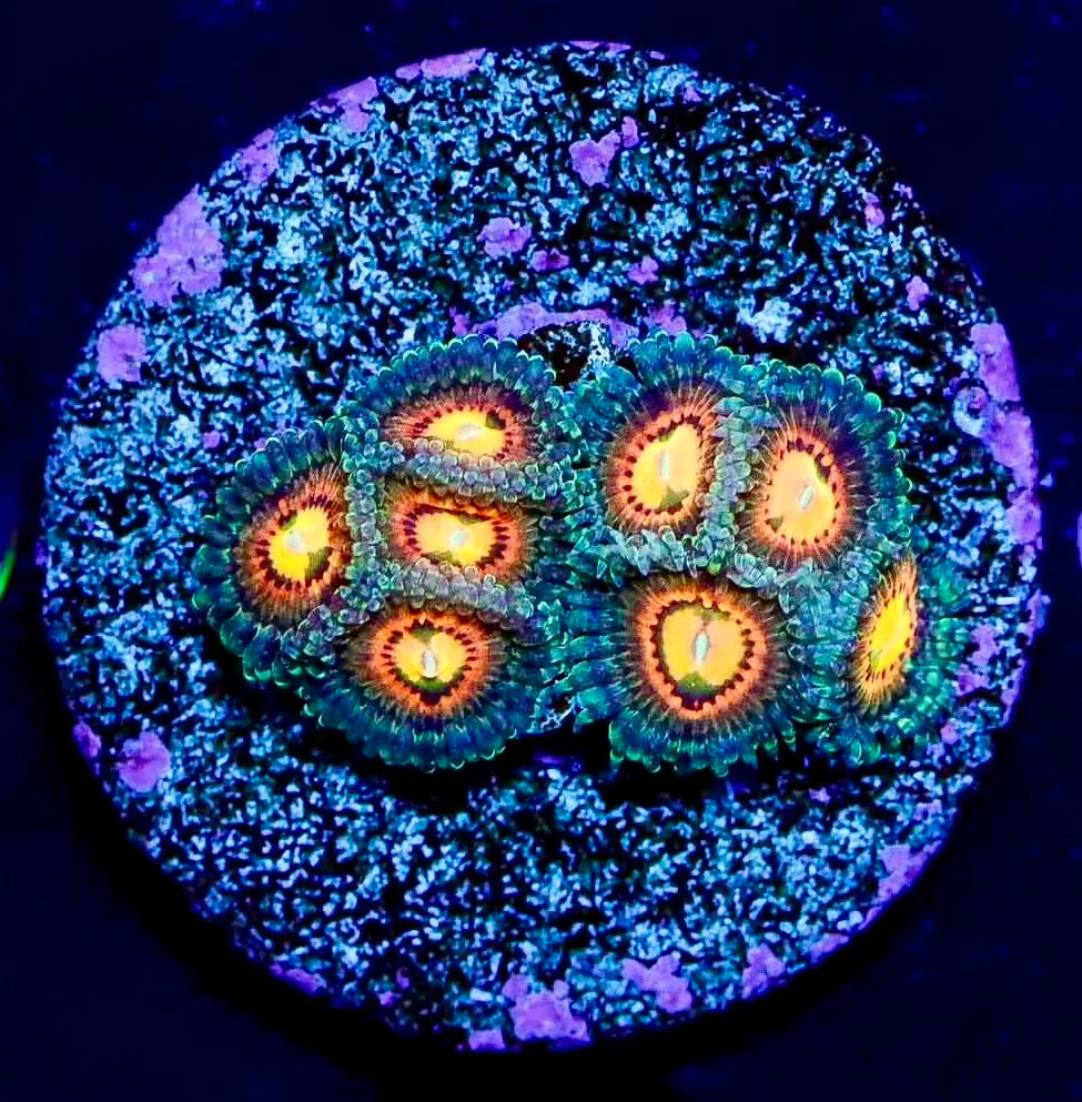 Rainbow Incenerator Zoa