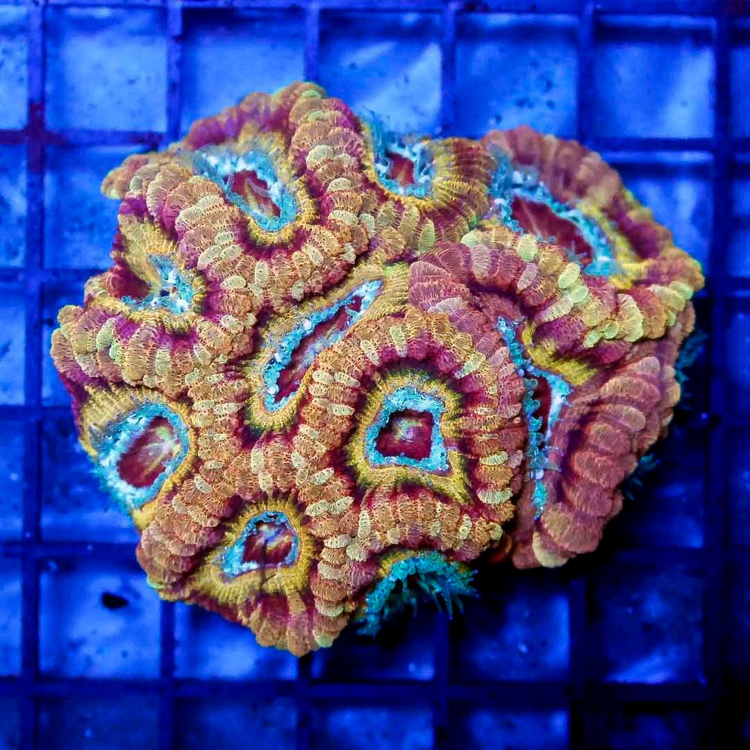 Acan